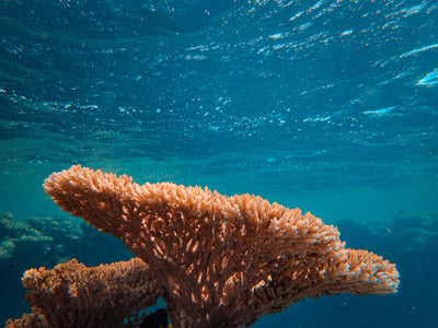 How Keeping Natural Protects Coral