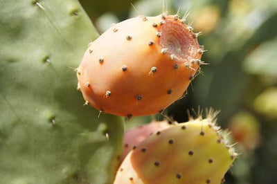 Virgin Prickly Pear Oil - why this powerhouse of anti-oxidants and essential fatty acids is fantastic for skin health